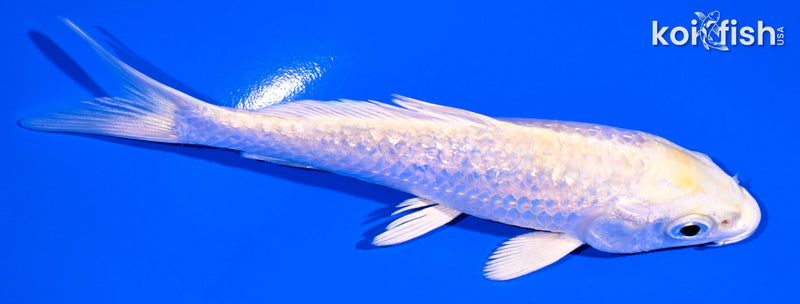 4.75" GINRIN LEMON HARIWAKE