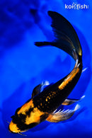8.75" ORENJI MATSUBA BUTTERFLY