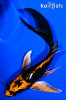 5.25" DOITSU ORENJI MATSUBA BUTTERFLY