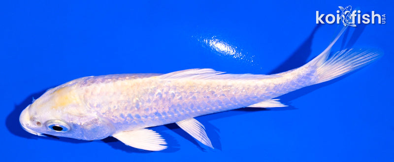 4.75" GINRIN LEMON HARIWAKE