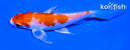 4.25" HARIWAKE BUTTERFLY