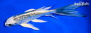 6.75" GINRIN GIN MATSUBA BUTTERFLY