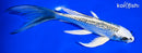 6.75" GINRIN GIN MATSUBA BUTTERFLY