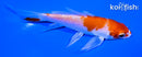 4.25" HARIWAKE BUTTERFLY