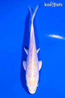 4.75" GINRIN LEMON HARIWAKE