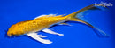 7" GINRIN YAMABUKI OGON BUTTERFLY