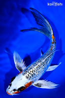 8" GINRIN KUJAKU BUTTERFLY