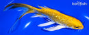 7" GINRIN YAMABUKI OGON BUTTERFLY