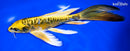 8.5" KIN KIKOKURYU BUTTERFLY