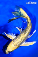 8.25" GINRIN KIN KI MATSUBA BUTTERFLY