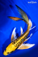 8.5" KIN KIKOKURYU BUTTERFLY