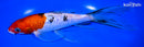 8" GINRIN SANKE BUTTERFLY
