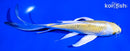 6.75" KUJAKU BUTTERFLY