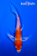 4.25" HARIWAKE BUTTERFLY