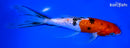8" GINRIN SANKE BUTTERFLY