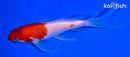 6.5" KOHAKU BUTTERFLY