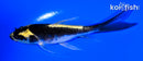 4.75" KABUTO BUTTERFLY