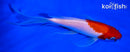 6.5" KOHAKU BUTTERFLY