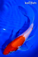 6.5" KOHAKU BUTTERFLY