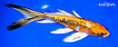 7.75" BENI KIKOKURYU BUTTERFLY