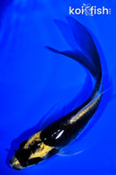 4.75" KABUTO BUTTERFLY