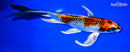 8.25" KUJAKU BUTTERFLY