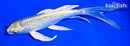6.75" KUJAKU BUTTERFLY