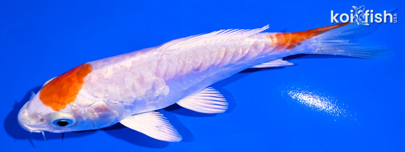 5" ARAGOKE KIKUSUI