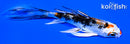 4.75" YAMATO NISHIKI BUTTERFLY