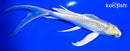 6.75" KUJAKU BUTTERFLY
