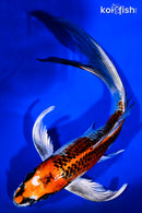 8.25" KUJAKU BUTTERFLY