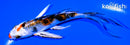 4.75" YAMATO NISHIKI BUTTERFLY