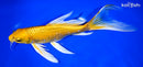 8.25" YAMABUKI OGON BUTTERFLY