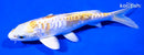 6.5" DOITSU HARIWAKE