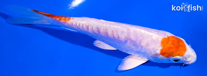 5" ARAGOKE KIKUSUI