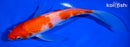7" KOHAKU BUTTERFLY