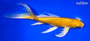 8.25" YAMABUKI OGON BUTTERFLY