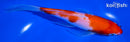 7" KOHAKU BUTTERFLY