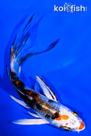 4.75" YAMATO NISHIKI BUTTERFLY
