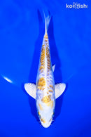 6.5" DOITSU HARIWAKE