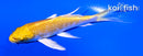4.25" YAMABUKI OGON BUTTERFLY