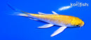 4.25" YAMABUKI OGON BUTTERFLY