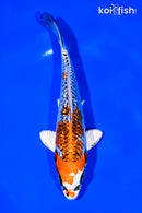 6.25" GINRIN KUJAKU