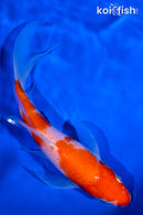 7" KOHAKU BUTTERFLY