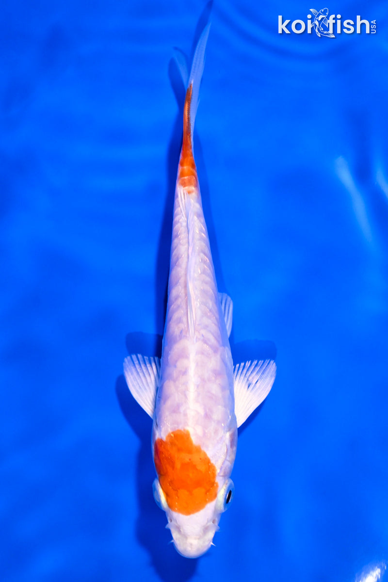 5" ARAGOKE KIKUSUI