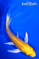 4.25" YAMABUKI OGON BUTTERFLY