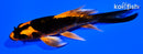 5.25" DOITSU ORENJI MATSUBA BUTTERFLY
