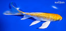 7" GINRIN YAMABUKI OGON BUTTERFLY