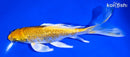 7" GINRIN YAMABUKI OGON BUTTERFLY