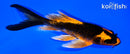 5.25" DOITSU ORENJI MATSUBA BUTTERFLY